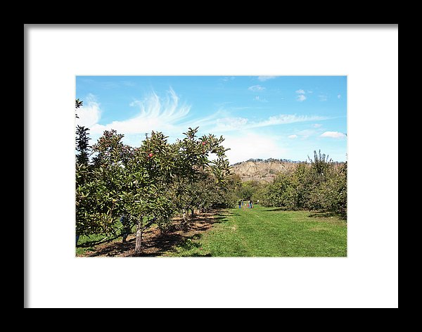 Apple Picking - Framed Print