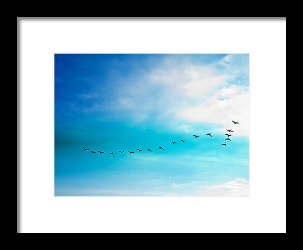 Flying Away - Framed Print